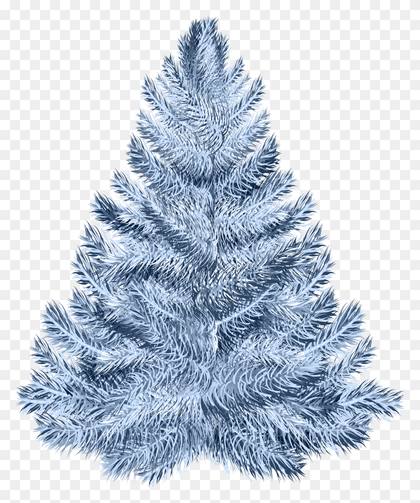 4056x4923 Blue Pine Tree Transparent Image Blue Pinetree HD PNG Download