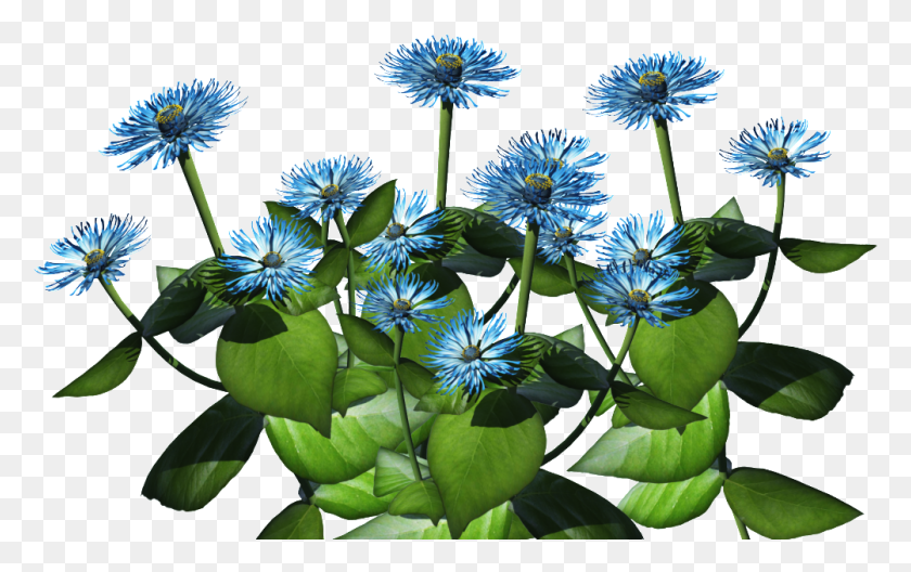 1003x602 Blue Plant Tropical Shrub With Blue Flowers, Flower, Blossom, Agapanthus HD PNG Download