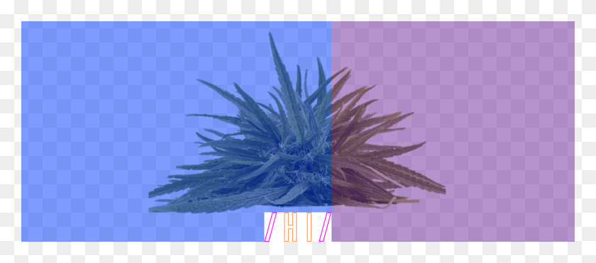 2813x1125 Blue Purple Banner Cannabis, Bird, Animal, Feather Boa Descargar Hd Png