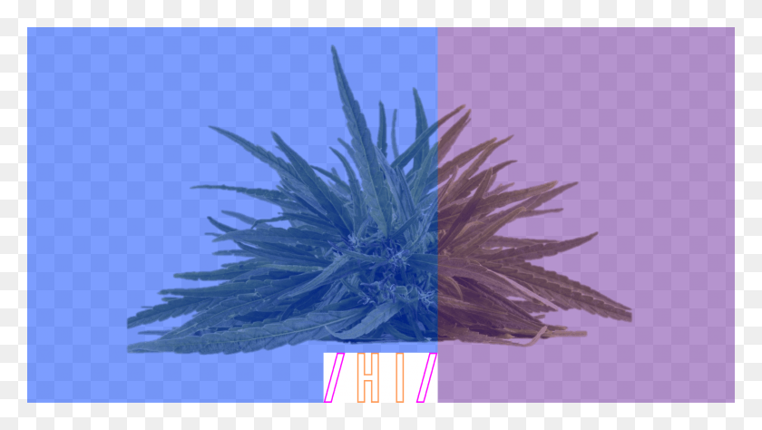 2118x1125 Bandera Azul Púrpura Recortada Cannabis, Ave, Animal, Ropa Hd Png