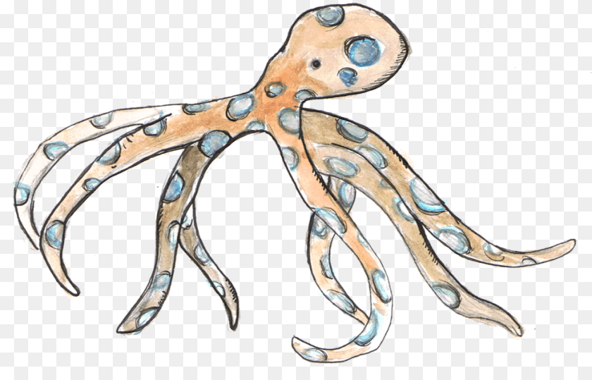 Blue Ring Octopus Octopus, Animal, Sea Life, Invertebrate Clipart PNG