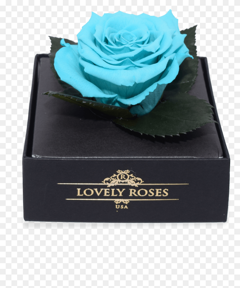 1648x2001 Голубая Роза, Цветок, Растение, Цветение Hd Png Скачать