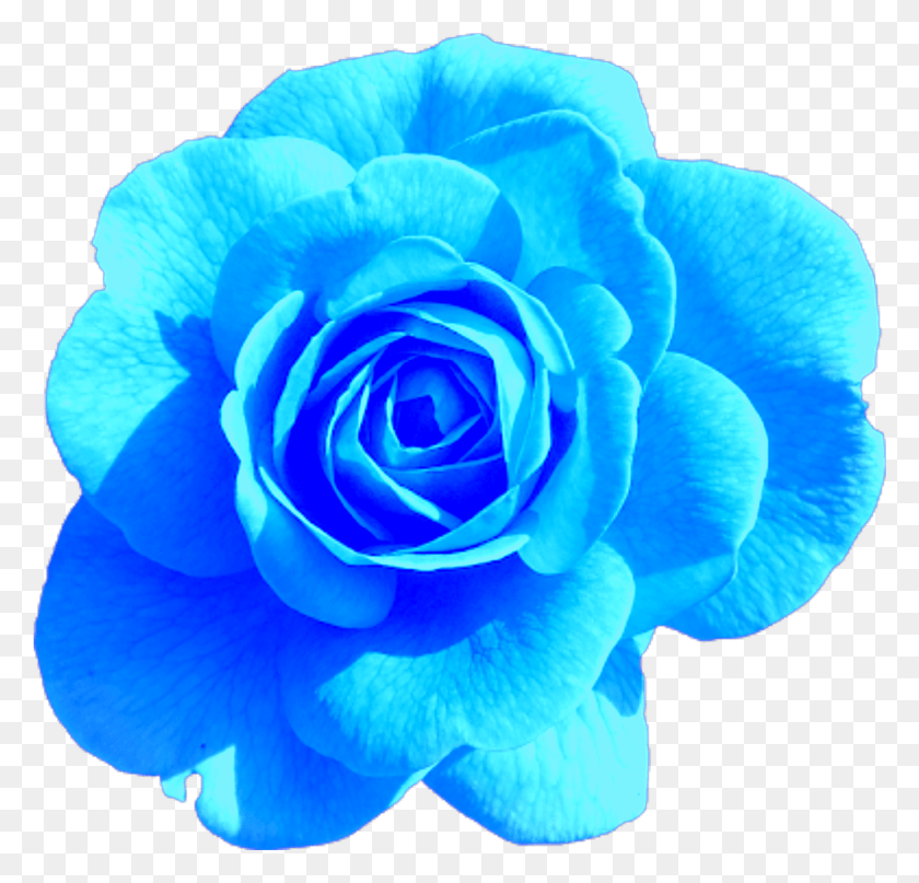 1743x1671 Blue Rose Aesthetic Tumblr Freetoedit Aesthetic Light Pink Rose, Plant, Flower, Blossom HD PNG Download
