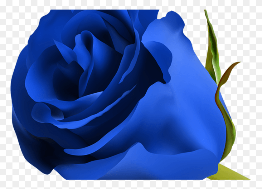 1223x856 Blue Rose Clip Art Image Clipart Blue Beautiful Blue Rose Flowers, Flower, Plant, Blossom HD PNG Download