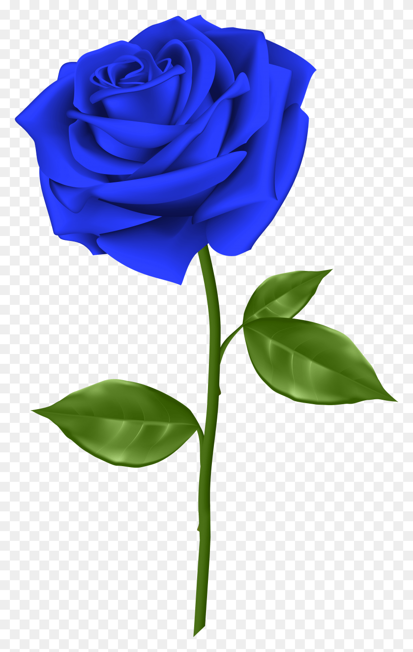 3648x5923 Blue Rose Clipart Red Rose Outline Blue Rose, Flower, Plant, Blossom HD PNG Download