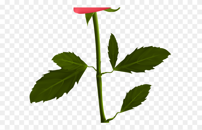 598x481 Blue Rose Clipart Red Rose Outline Good Morning, Plant, Flower, Blossom HD PNG Download