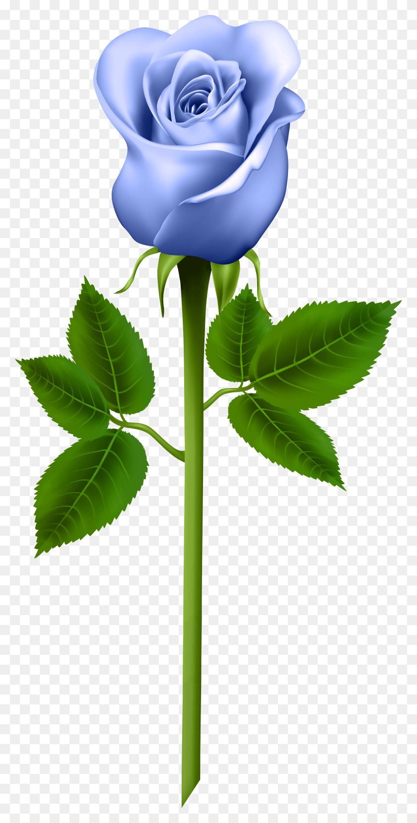 3847x7891 Blue Rose Transparent Image Gallery Yopriceville Purple Rose, Plant, Flower, Blossom HD PNG Download