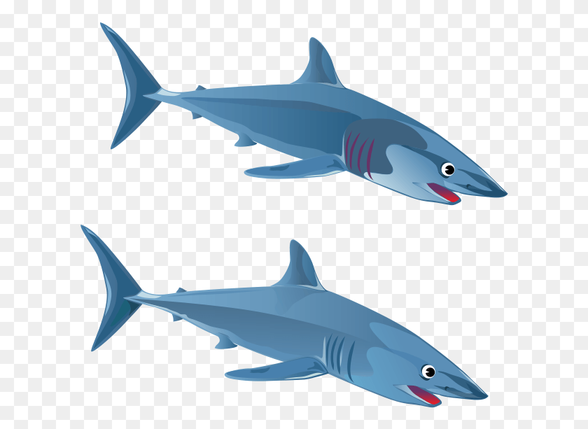 612x553 Blue Shark Cartilaginous Fishes Great White Shark Bahasa Inggris Ikan Hiu, Fish, Animal, Sea Life HD PNG Download