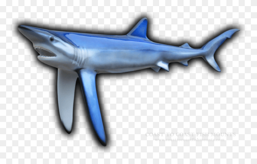 800x491 Blue Shark Fish Mount Cretoxyrhina, Sea Life, Animal, Great White Shark HD PNG Download