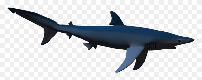 994x349 Tiburón Azul Png / Tiburón Azul Hd Png