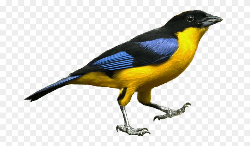 683x433 Blue Tanager Encode Clipart To Base Optimized Eurasian Golden Oriole, Bird, Animal, Canary HD PNG Download