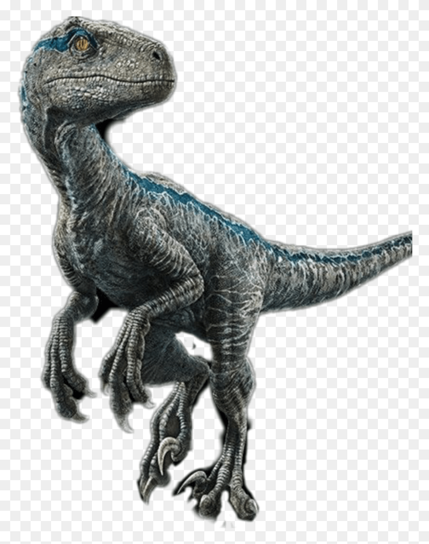 777x1005 Blue Velociraptor Raptor Jurrasicworld Blue Velociraptor, Dinosaur, Reptile, Animal HD PNG Download