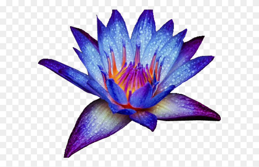 596x481 Голубая Водяная Лилия, Растение, Лилия, Цветок Hd Png Скачать