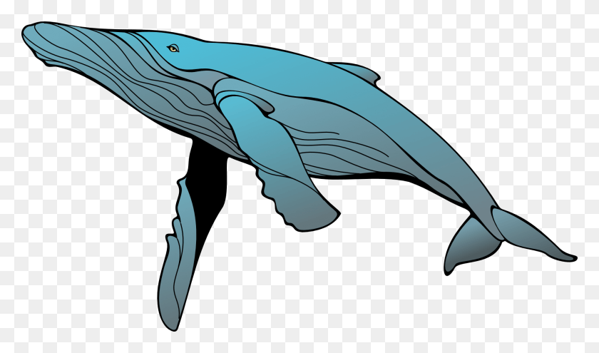 1920x1073 Синий Кит Искусство Горбатый Кит Клипарт, Млекопитающее, Морская Жизнь, Животное Hd Png Скачать