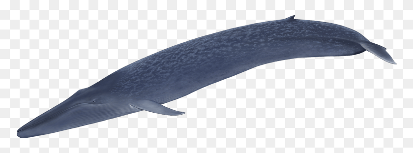 774x251 Blue Whale Beloniformes, Whale, Mammal, Sea Life HD PNG Download