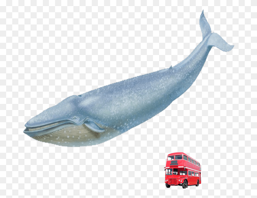 696x588 Blue Whale Red London Bus Blue Whale Transparent Real, Animal, Sea Life, Mammal HD PNG Download