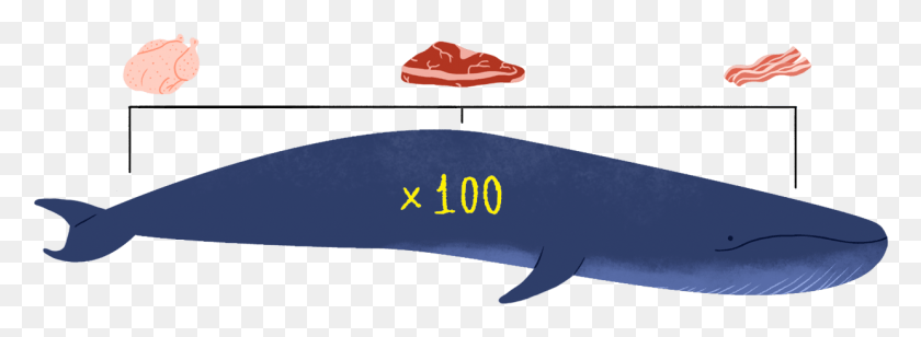 1240x395 Blue Whales Blue Whale Meat, Sea Life, Animal, Airplane HD PNG Download
