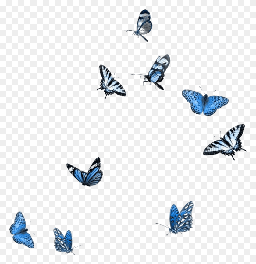 1152x1194 Blue White Black Butterflies Butterfly Polyvore Moodboard Butterflies Overlay, Animal, Insect, Invertebrate HD PNG Download