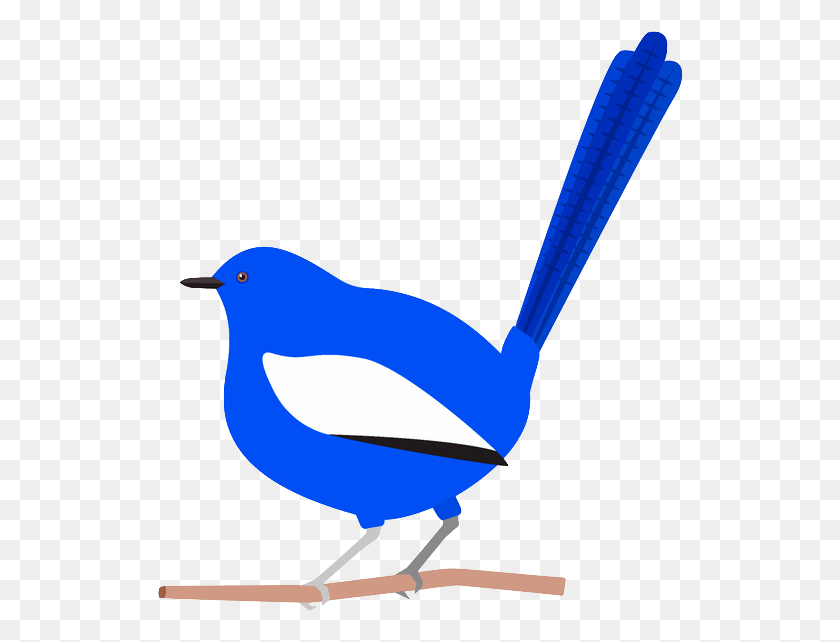 527x582 Blue Wrens Cartoon, Bird, Animal, Magpie HD PNG Download