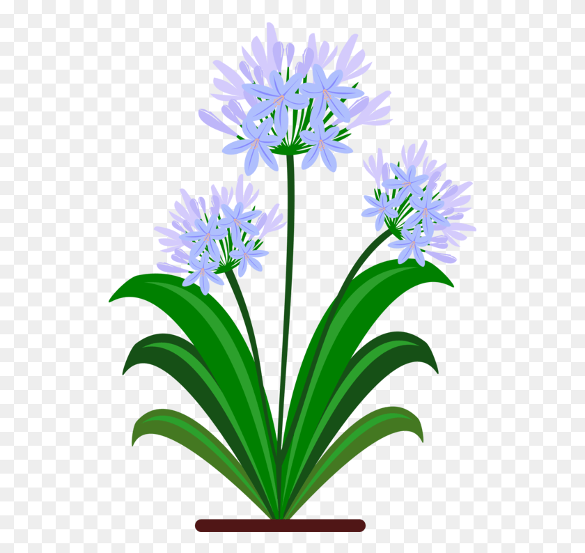 531x734 Синий Желтый Цветок Зеленый Фиолетовый Агапантус Клипарт, Растение, Цветок, Цветение Hd Png Скачать