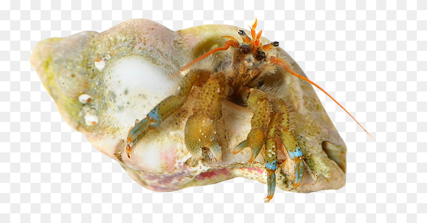 726x379 Blueband Hermit Crab Crab, Lobster, Seafood, Sea Life HD PNG Download