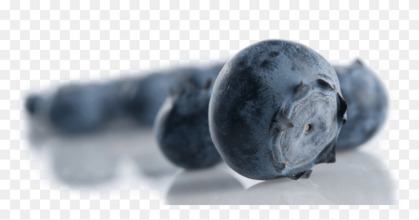 809x396 Blueberries Bilberry, Plant, Fruit, Food HD PNG Download