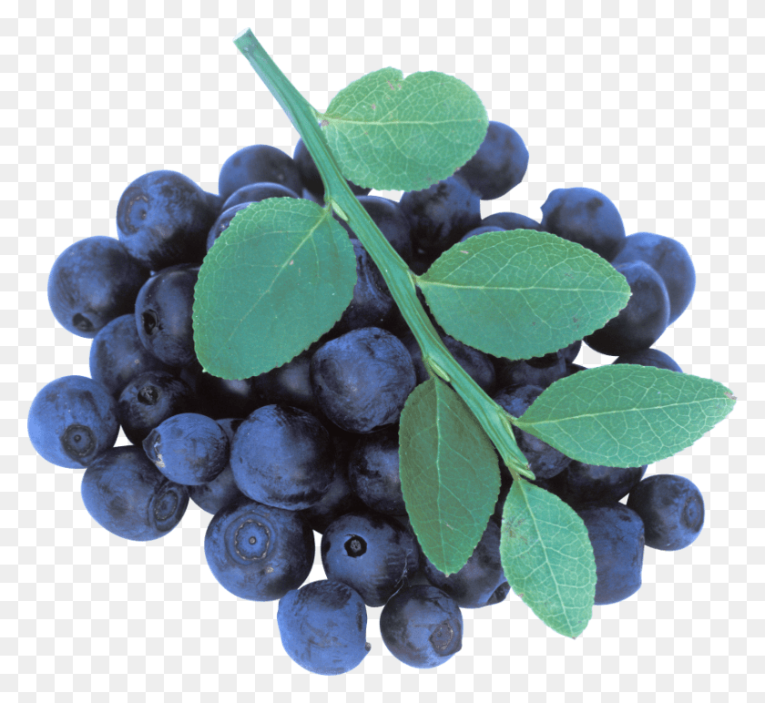 851x777 Blueberries Blueberries Tree, Plant, Blueberry, Fruit HD PNG Download