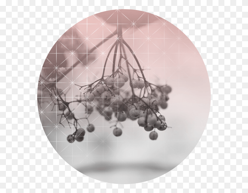 589x595 Blueberry Berry, Chandelier, Lamp, Plant HD PNG Download