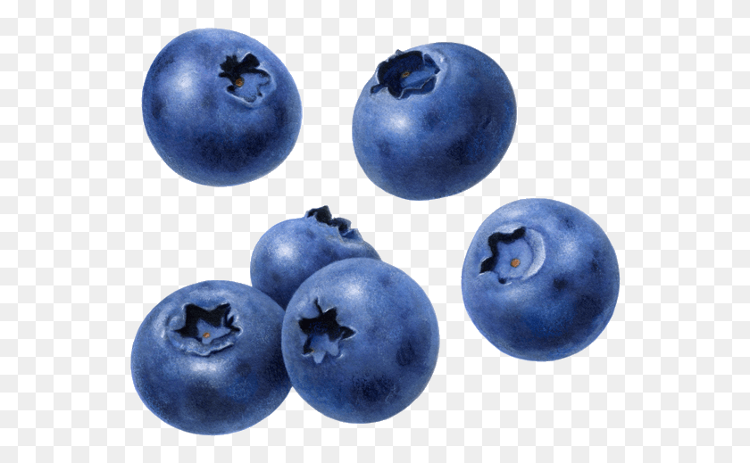 550x459 Blueberry Blueberry Free, Fruit, Plant, Food HD PNG Download