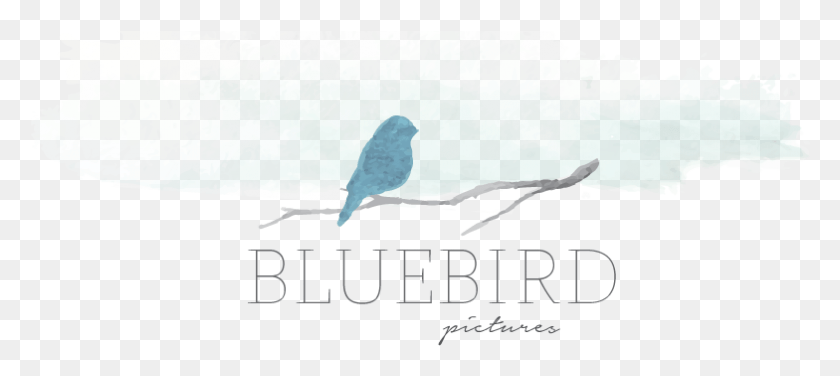 784x318 Bluebird Pictures Bree Fowles Poster, Bird, Animal, Finch HD PNG Download