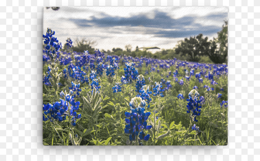 666x520 Bluebonnets By The Lake Canvas, Lupin, Flower, Geranium, Plant PNG
