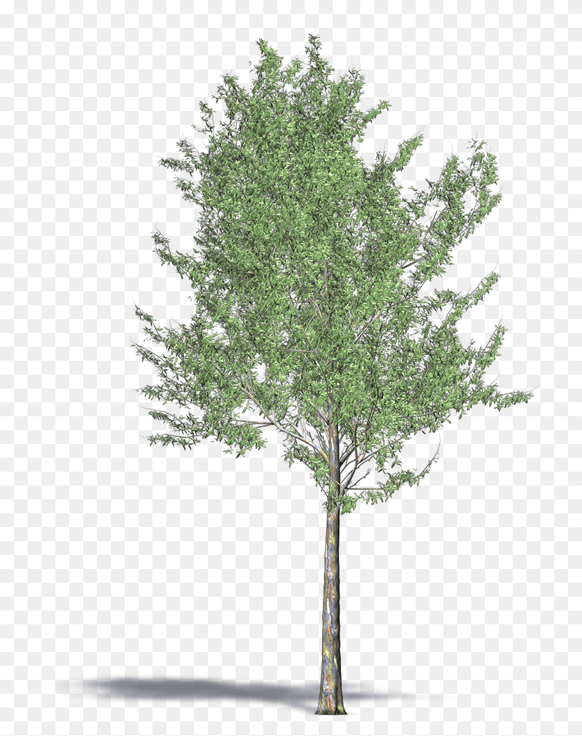 727x1001 Bluegum Eucalyptus Mexican Pinyon, Tree, Plant, Conifer HD PNG Download