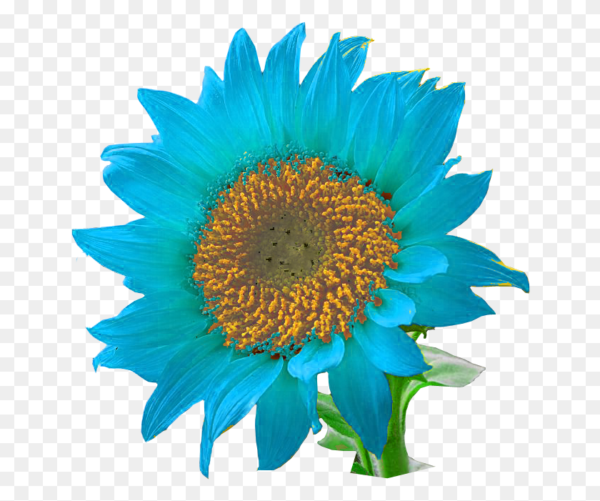 645x641 Bluesunflower Org Image Sunflowers, Plant, Flower, Blossom HD PNG Download