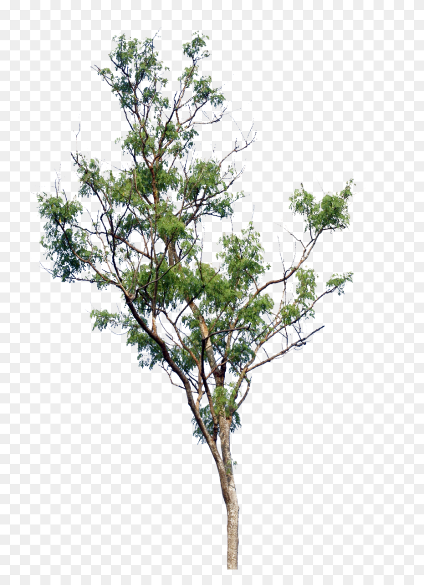857x1209 Blur Background Tree, Plant, Bush, Vegetation HD PNG Download