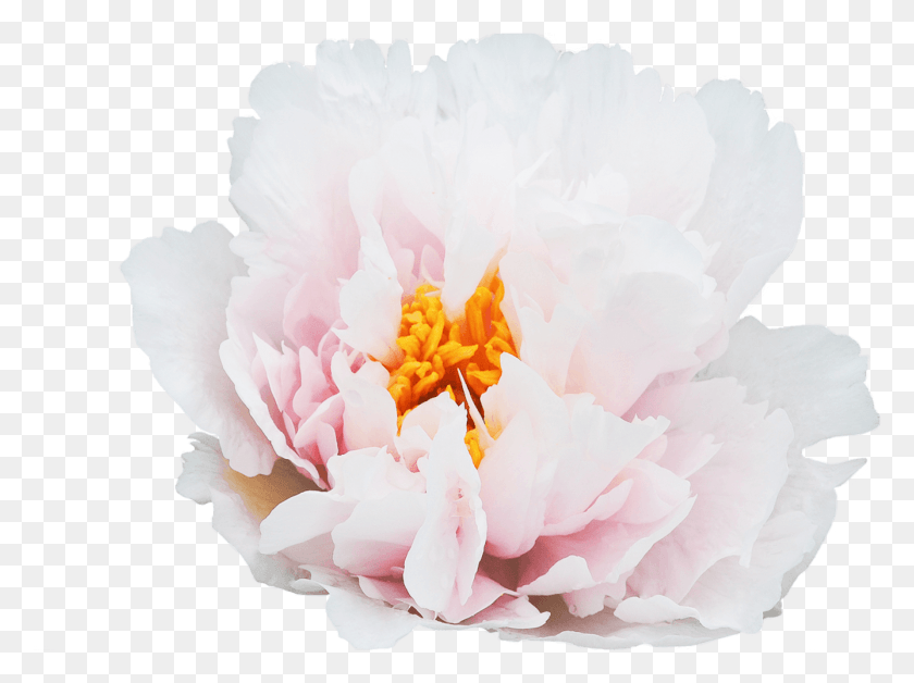 1337x975 Blushing Princess Peony, Flower, Plant, Blossom HD PNG Download