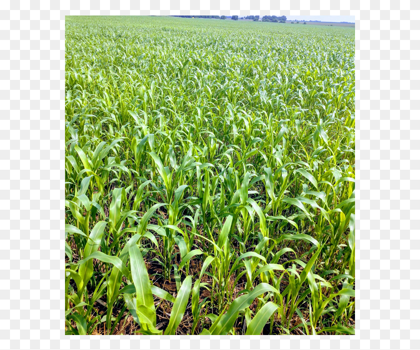 581x641 Bmr Выпас Кукурузы, Посаженной После Урожая Пшеницы, Поле, Растение, Почва Hd Png Скачать