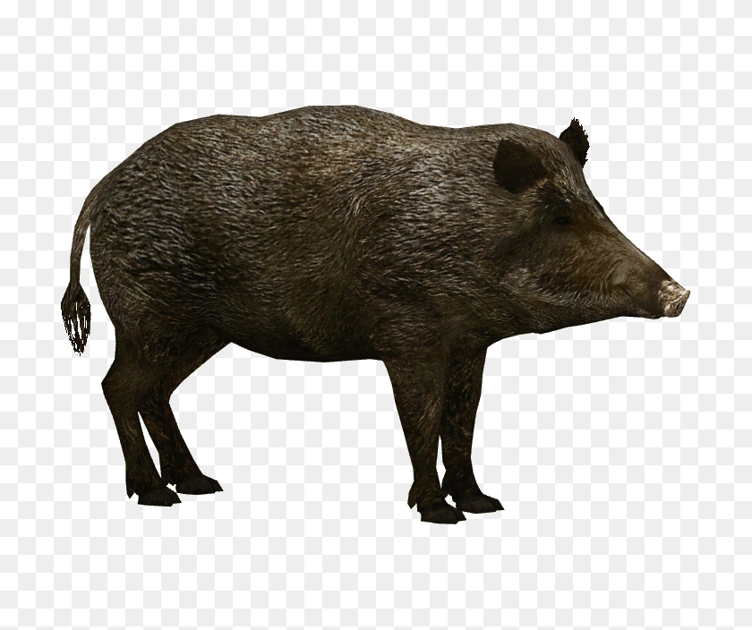 Boar, Animal, Hog, Mammal, Pig PNG