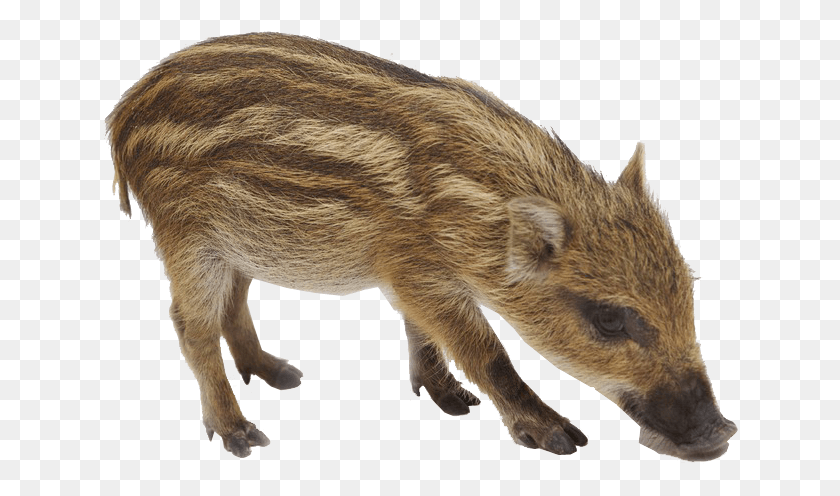 636x436 Кабан Фоновое Изображение Кабан, Свинья, Свинья, Млекопитающее Hd Png Скачать