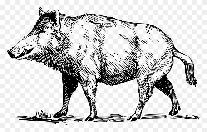 1280x784 Boar Wild Animal Wildlife Tusk Hunting Snout Boar Black And White Clipart, Gray, World Of Warcraft HD PNG Download