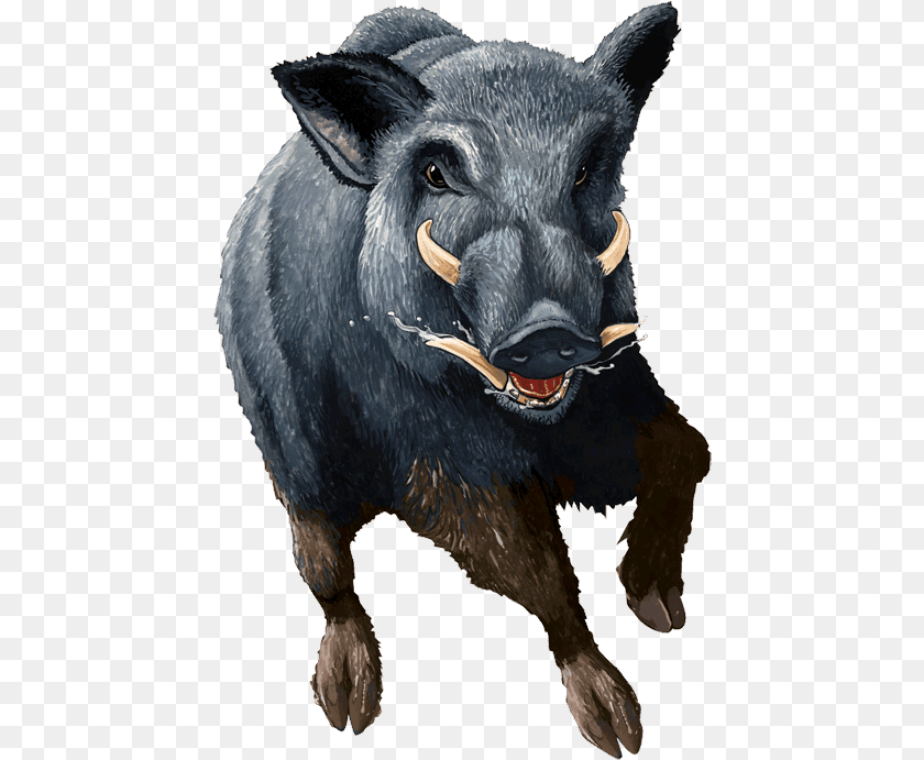 454x691 Boar Wild Hog Background, Animal, Mammal, Pig, Wildlife Sticker PNG