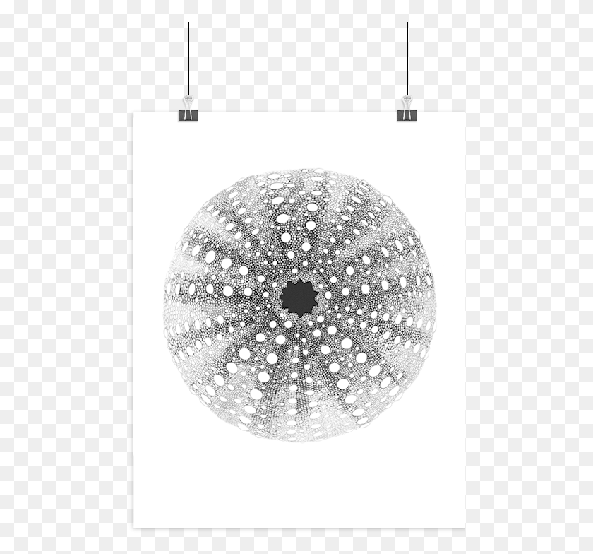 478x724 Boas Grafik Sea Urchin Art Print Spindsvin Tegning, Chandelier, Lamp, Sea Life HD PNG Download