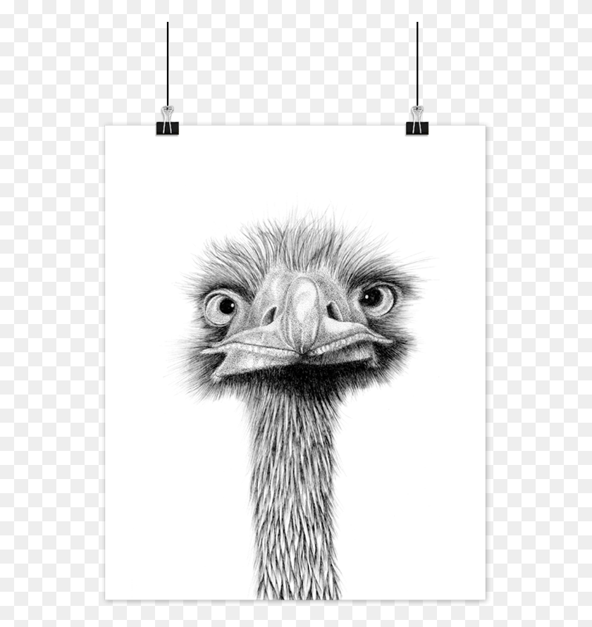 556x830 Boas Grafik Struds Art Print, Bird, Animal, Emu HD PNG Download