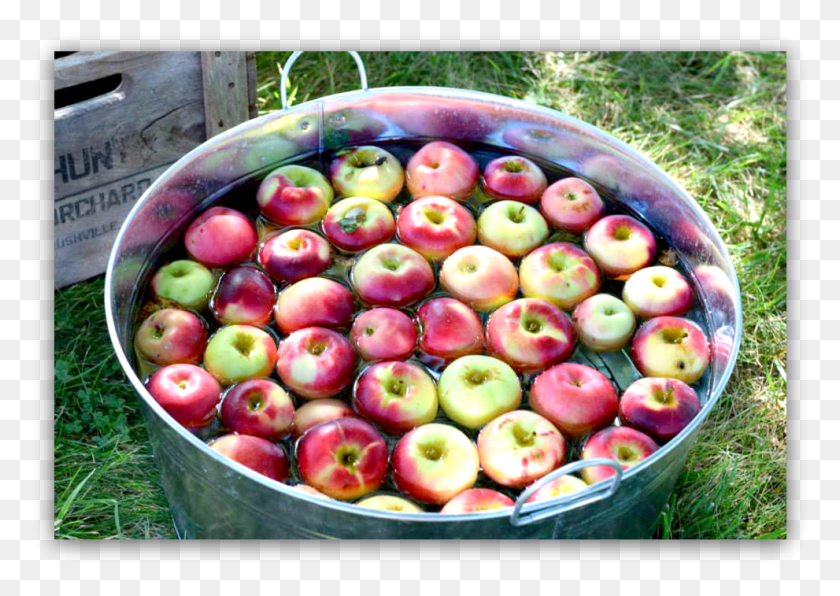 991x681 Bobbing For Apples, Plant, Fruit, Food HD PNG Download