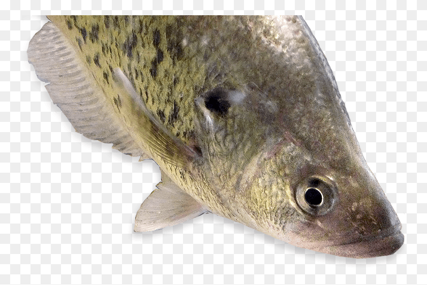 753x501 Bobby Garland Pesca, Peces, Animales, Perca Hd Png
