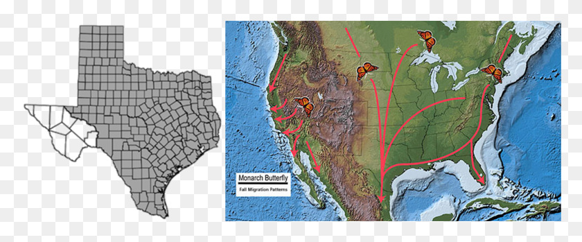 1025x381 Bobwhite Distribution In Texas And Monarch Migration Labeled Us Topographic Map, Diagram, Plot, Nature HD PNG Download