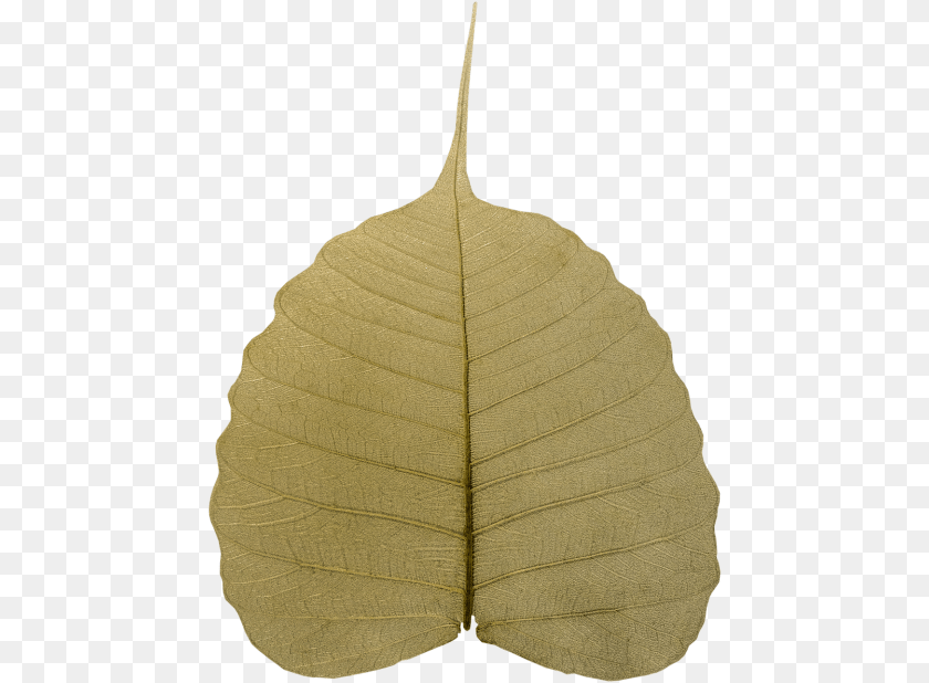 Bodhi Leaf Wilted Maidenhair Tree, Plant Clipart PNG