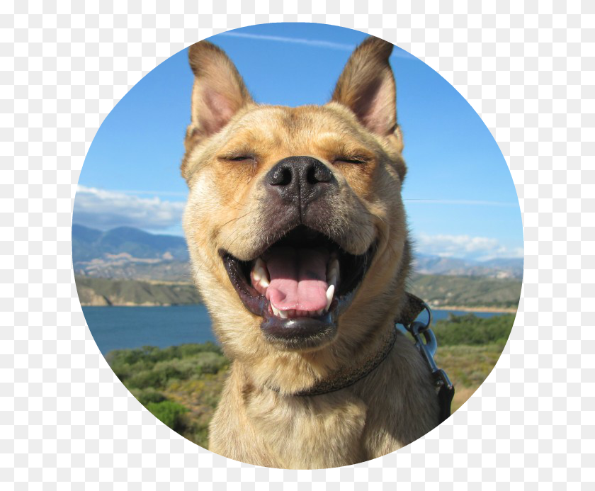 640x633 Bodie Grin Bodie On The Road Driving The Pacific Coast Highway, Dog, Pet, Canine HD PNG Download