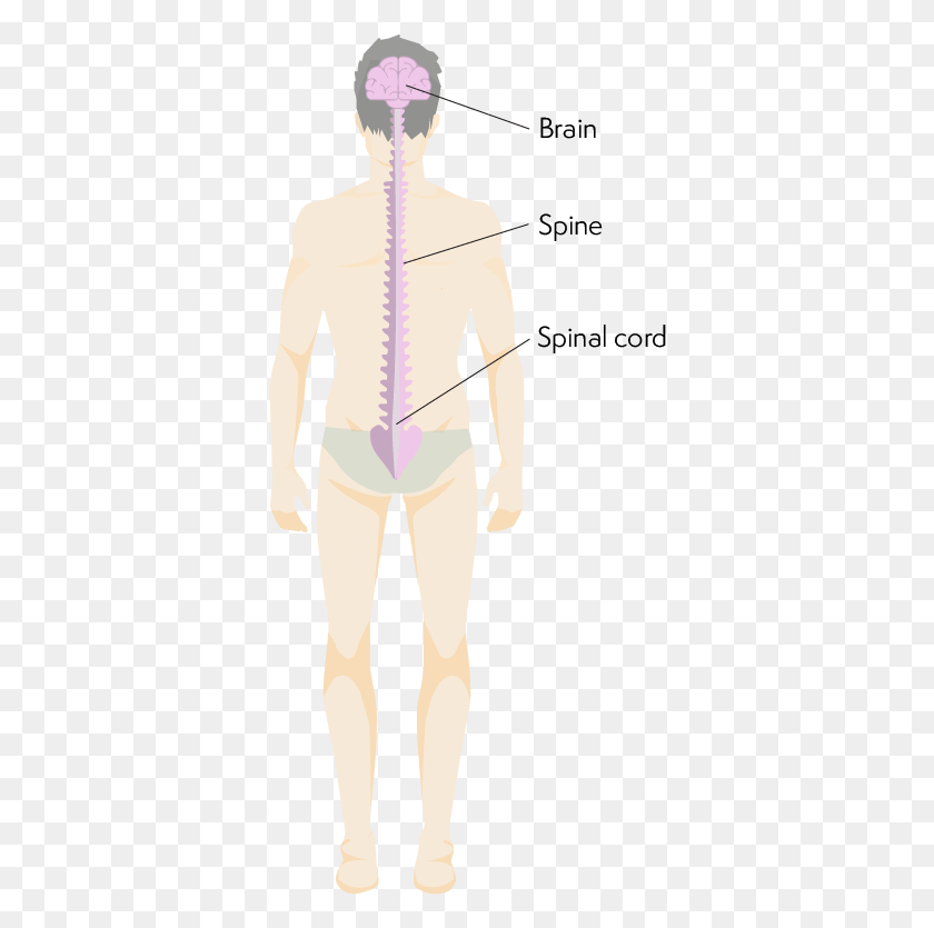 358x775 Body From The Back Showing Location Of Brain And Spinal Standing, Person, Human, Clothing HD PNG Download