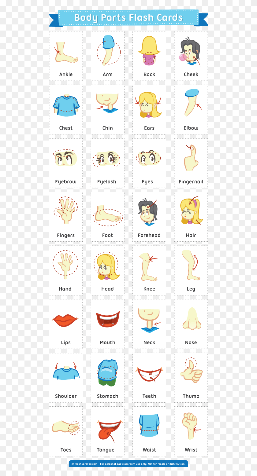 522x1498 Body Parts Flash Cards Easter Activities For Kids, Text, Alphabet, Word HD PNG Download