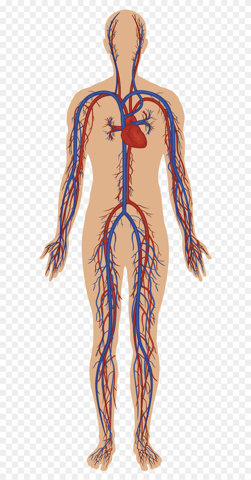 579x1541 Body Systems Circulatory System Without Parts, Architecture, Building, Pillar HD PNG Download